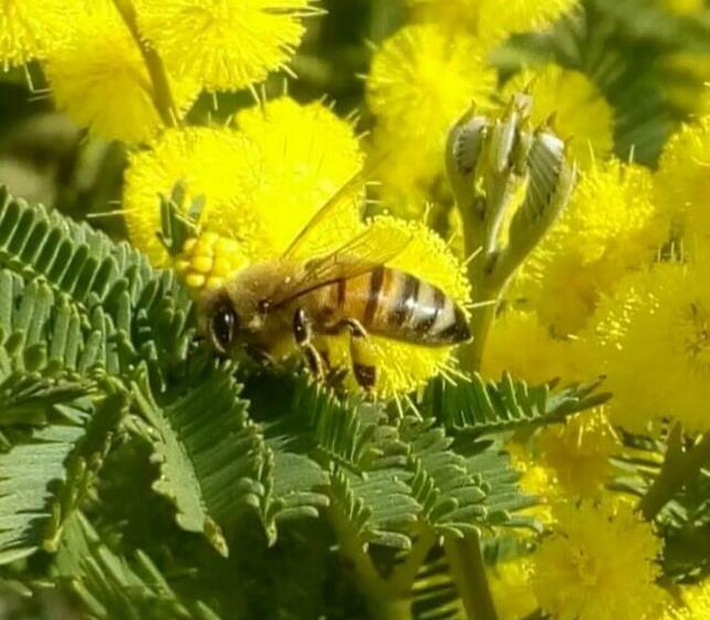 Hotel B & B Monte Adamo