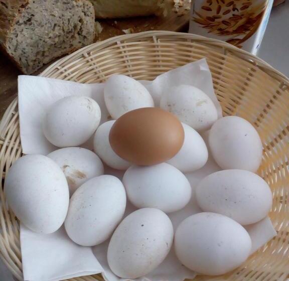 Hotel B & B Monte Adamo