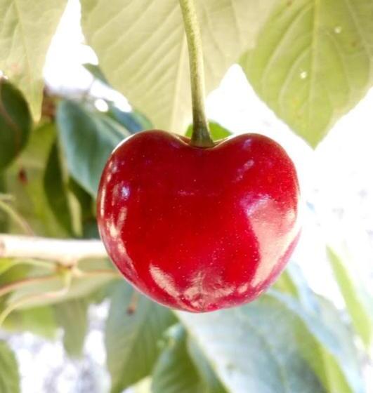 Hotel B & B Monte Adamo