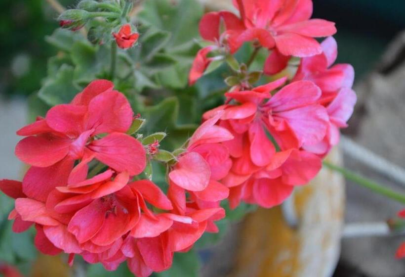 Bed and Breakfast Degirmenli Konak