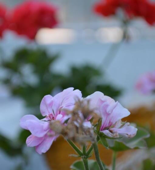 Bed and Breakfast Degirmenli Konak