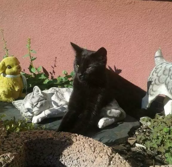 Majatalo Gästehaus Am Schloßpark