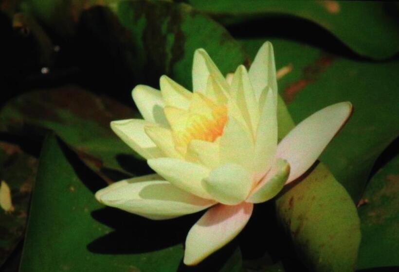 بنسيون Ibis Nest