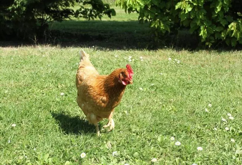 ペンション Le Mas Des Cerisiers Le Temple Sur Lot