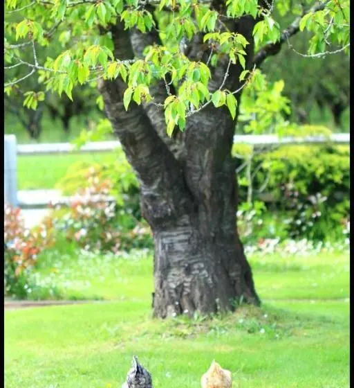 ペンション Le Mas Des Cerisiers Le Temple Sur Lot