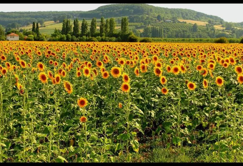 ペンション Le Mas Des Cerisiers Le Temple Sur Lot