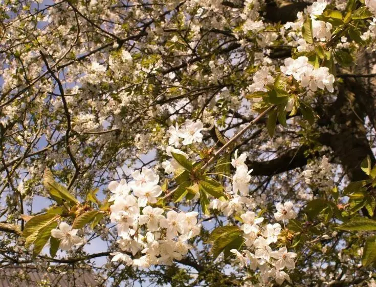 B&b Den Boomgaard Moorsel