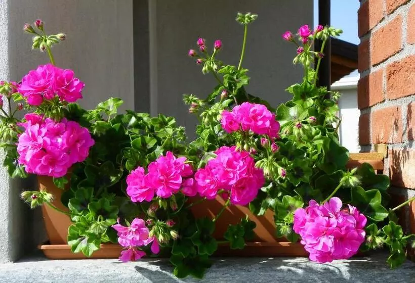 تختخواب و صبحانه Giravento