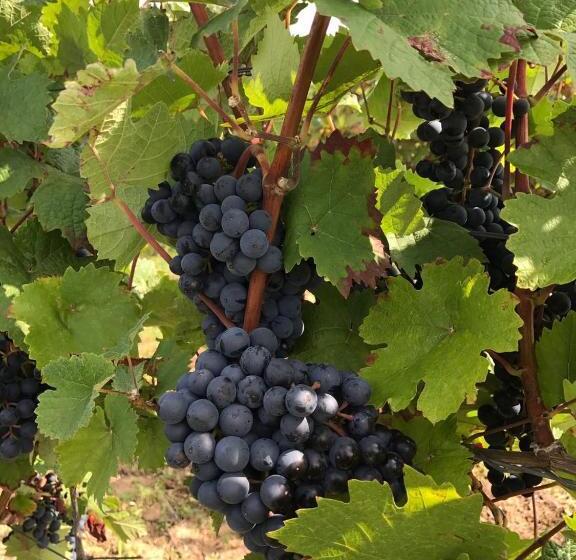 בית מלון כפרי Pò Delle Buche