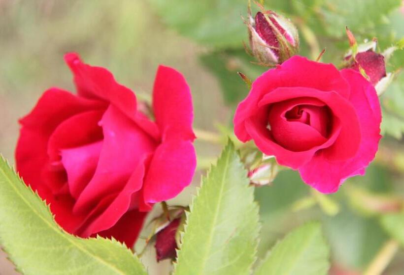 בית מלון כפרי Pò Delle Buche