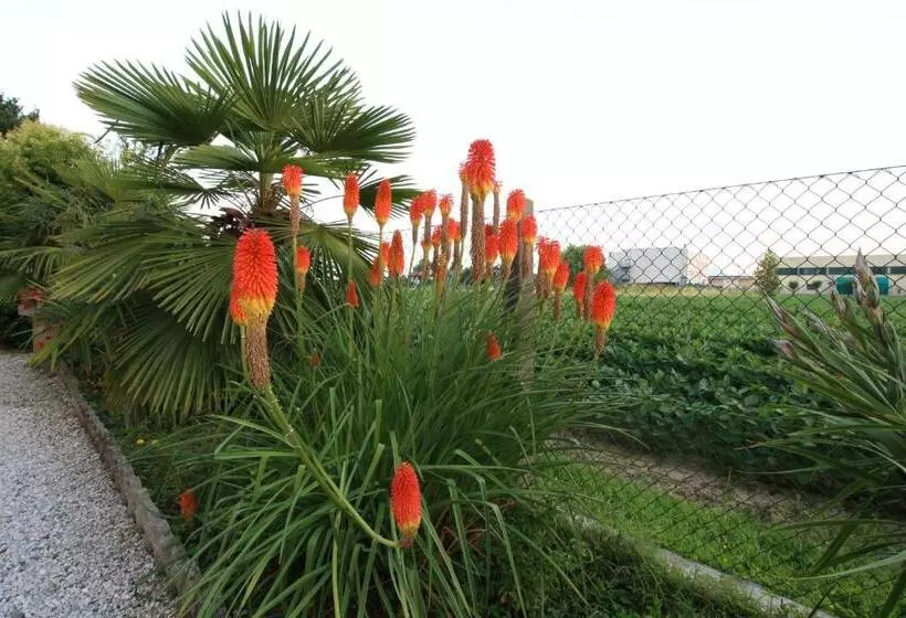 B&b Le Palme D Oro