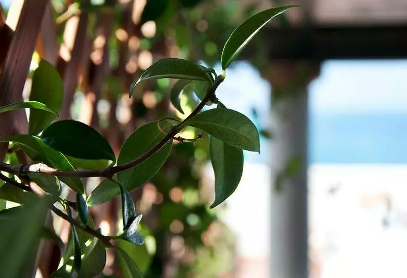 Aamiaismajoitus (B&B) Il Barone Del Mare