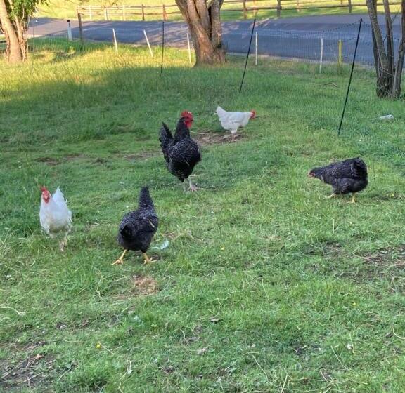 Hotelli Urlaub Am Bio Bauernhof Liebchen