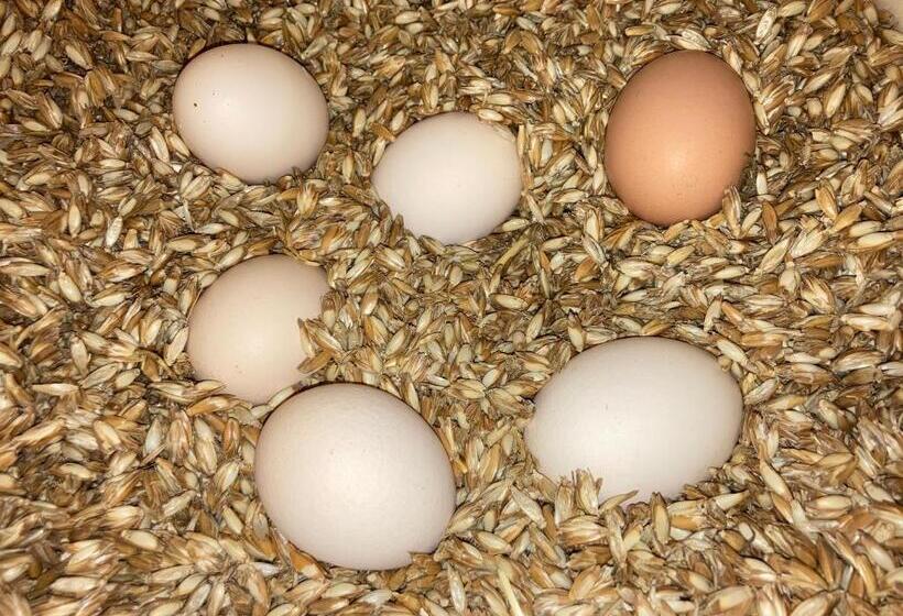 Hotelli Urlaub Am Bio Bauernhof Liebchen