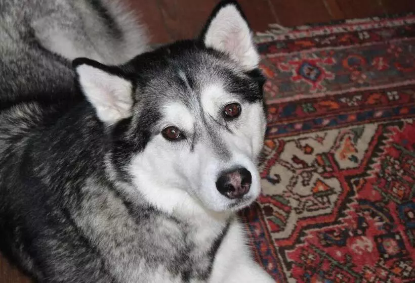 B&b Chatelet Cremers