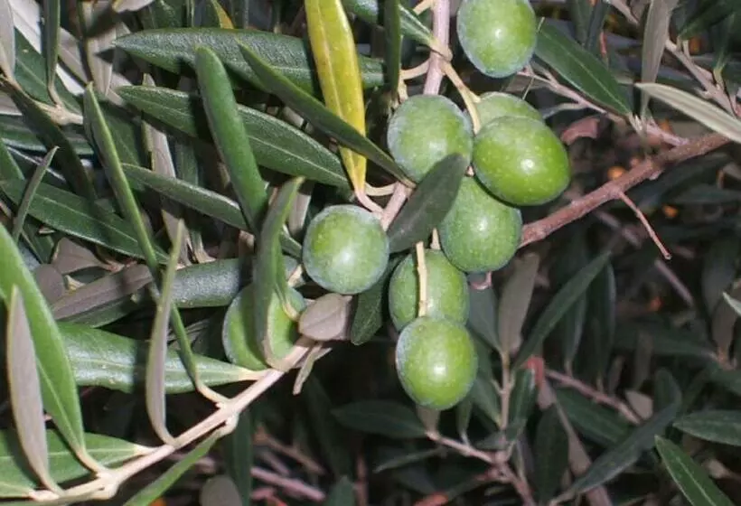 Aamiaismajoitus (B&B) Chambres D Hôtes Sous L Olivier