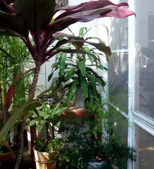ペンション Casa De La Luz   Guesthouse