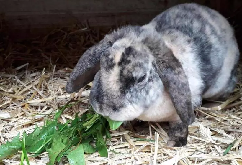 Majatalo Familienbauernhof Salmanner