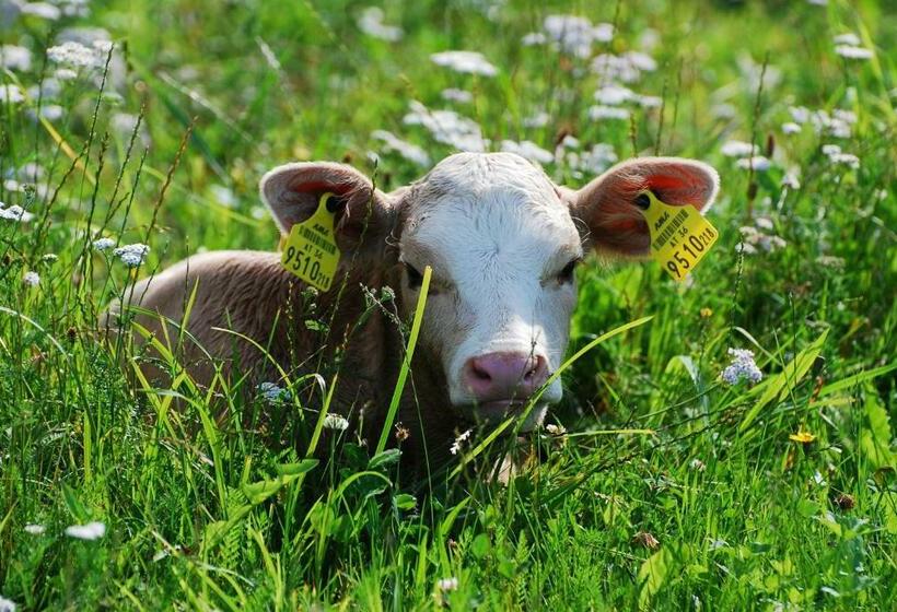 Отель Klieber   Urlaub Am Biobauernhof