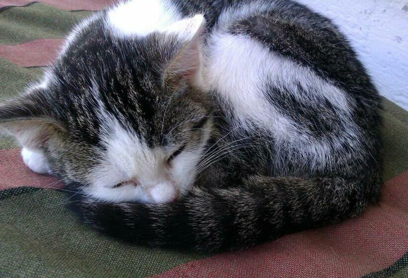 Пансион Payrhof