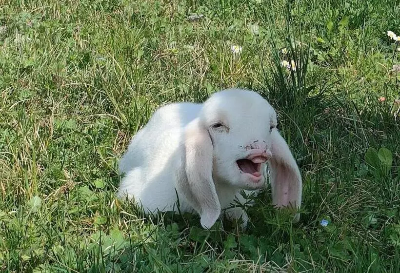 ホテル B&b Naturin   Cascina Colombaro