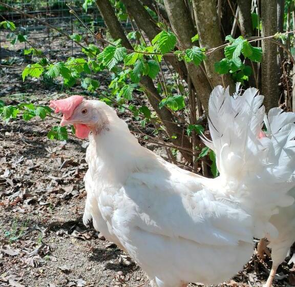 호텔 B&b Naturin   Cascina Colombaro