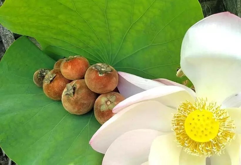 酒店 Ayutthaya Garden River Home