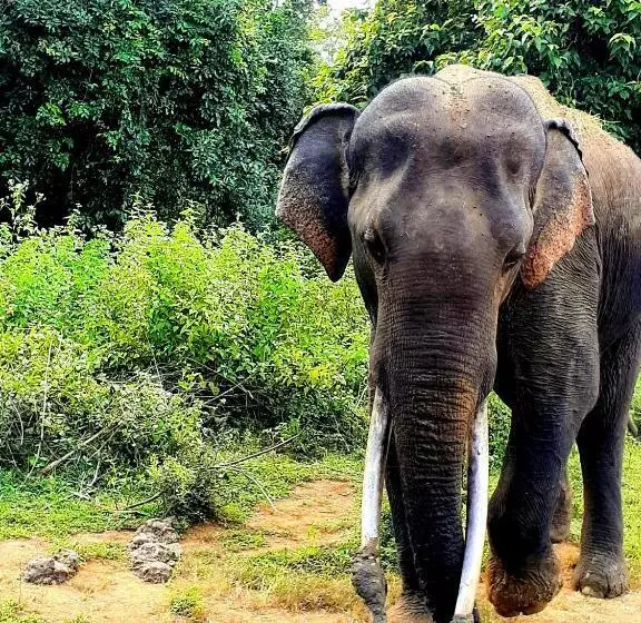 Majatalo Leesa Villa Safari Resort