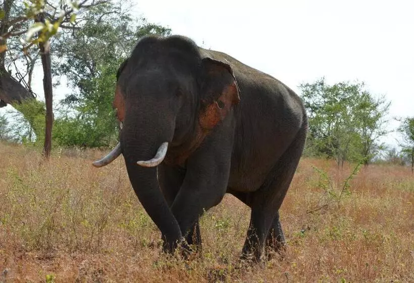 Majatalo Leesa Villa Safari Resort