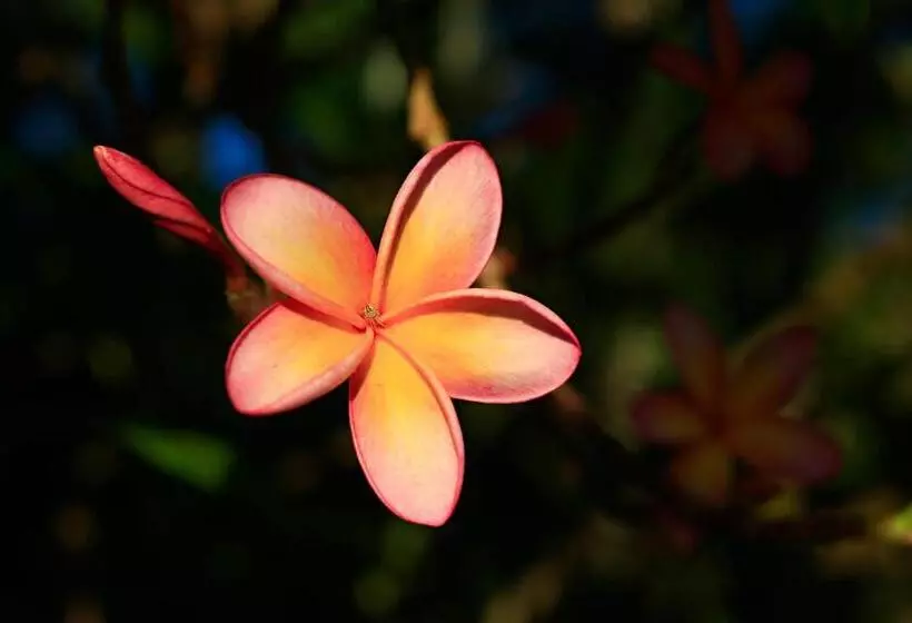 Отель Habitat Resort