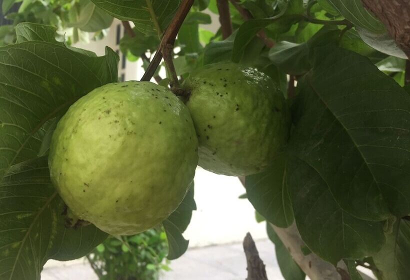 בית מלון כפרי Barwara Kothi