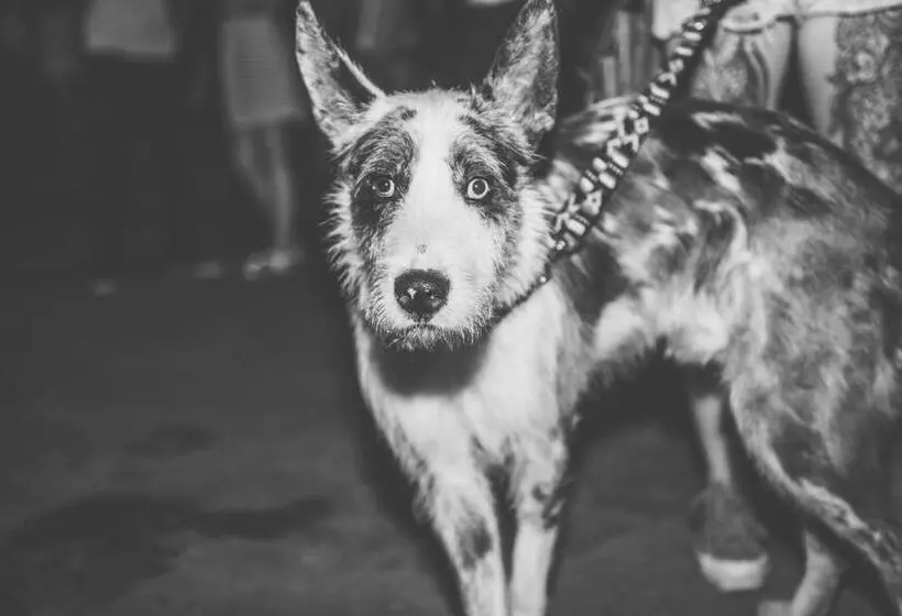 Downtown Forest Hostel & Camping