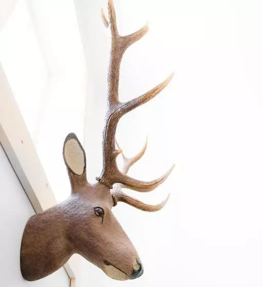 Downtown Forest Hostel & Camping