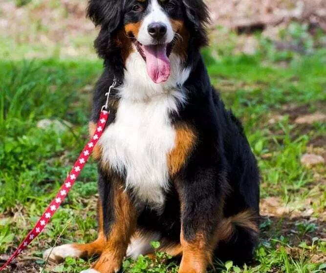 Отель Mogamitakayu Zenshichinoyu Ohira