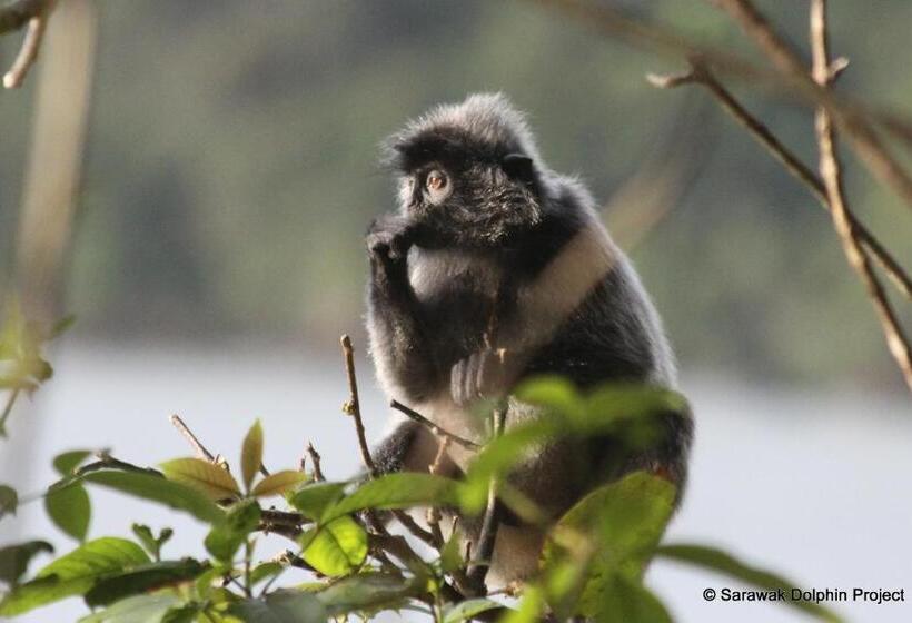 בית מלון כפרי Permai Rainforest Resort