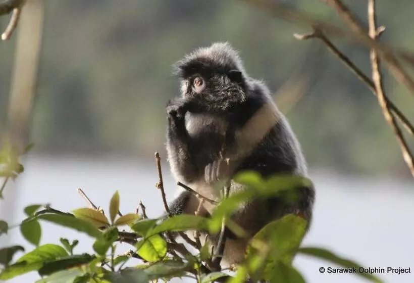 בית מלון כפרי Permai Rainforest Resort