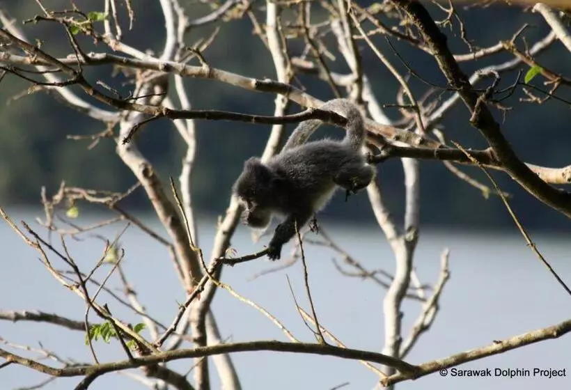 בית מלון כפרי Permai Rainforest Resort