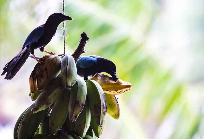 فندق Cabañas Ecoturisticas Costa Maya
