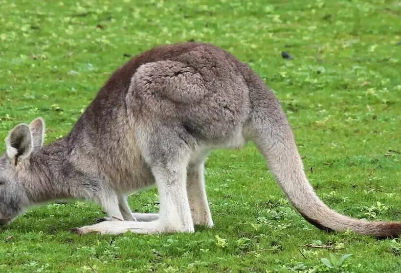 Отель Limosa Rise