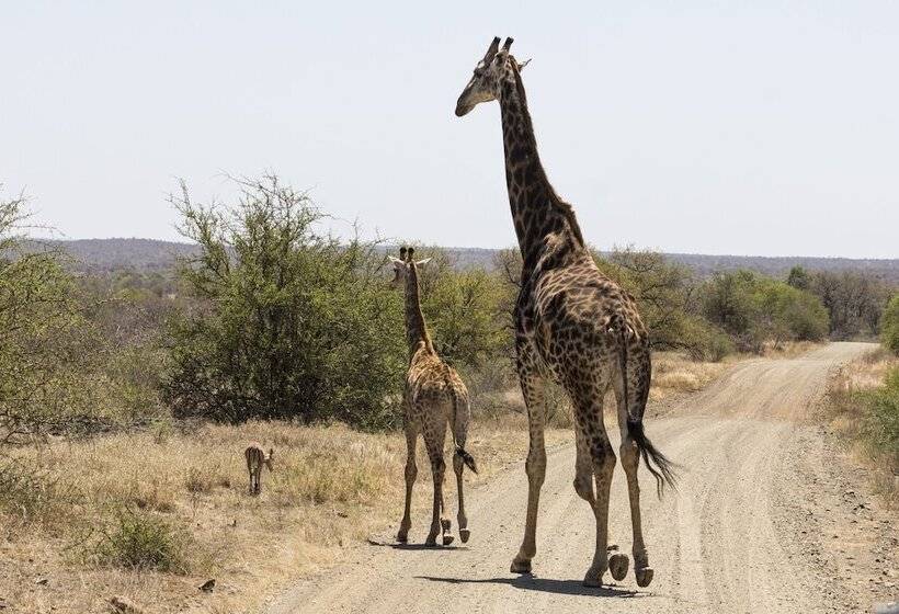 Отель Sefapane Lodge And Safaris