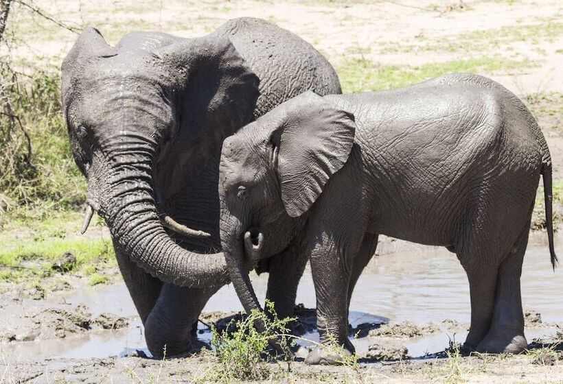 Отель Sefapane Lodge And Safaris