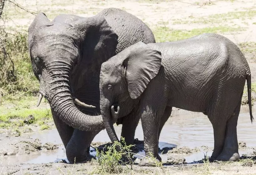 فندق Sefapane Lodge And Safaris