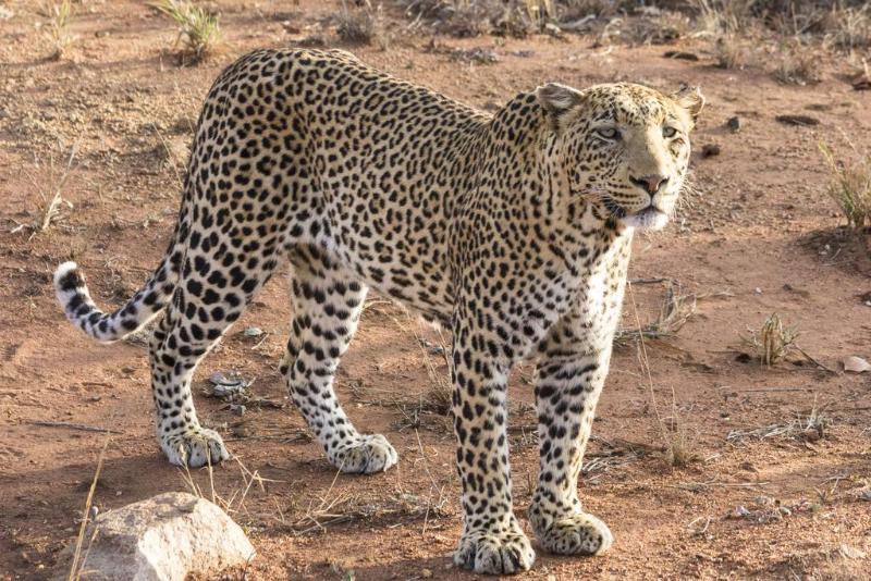 Отель Sefapane Lodge And Safaris