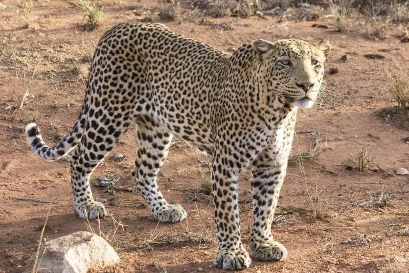 فندق Sefapane Lodge And Safaris