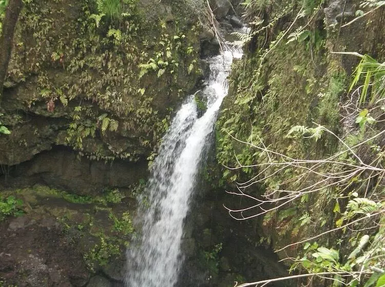 هتل Tamarind Tree