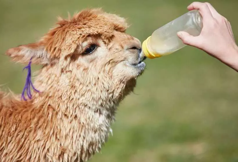 Las Casitas, A Belmond Hotel, Colca Canyon