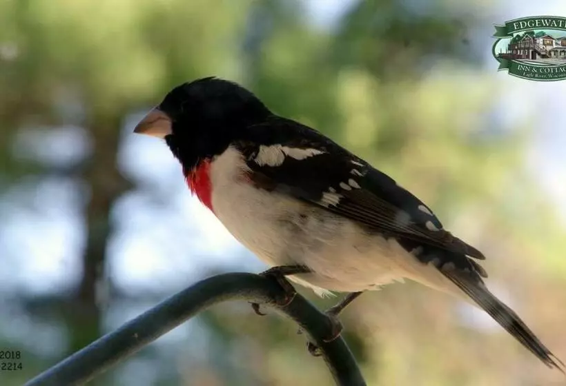 Отель Edgewater Inn & Cottages