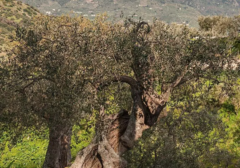 Azienda Agrituristica Bergi