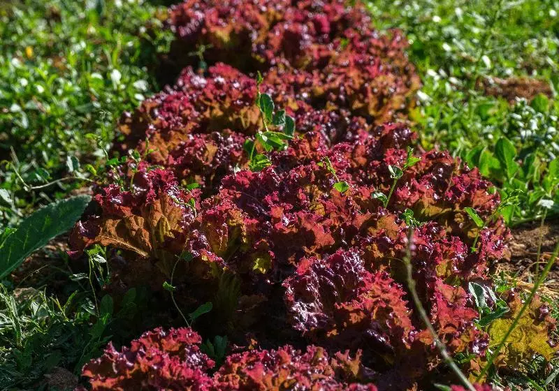 فندق Herdade Da Cortesia