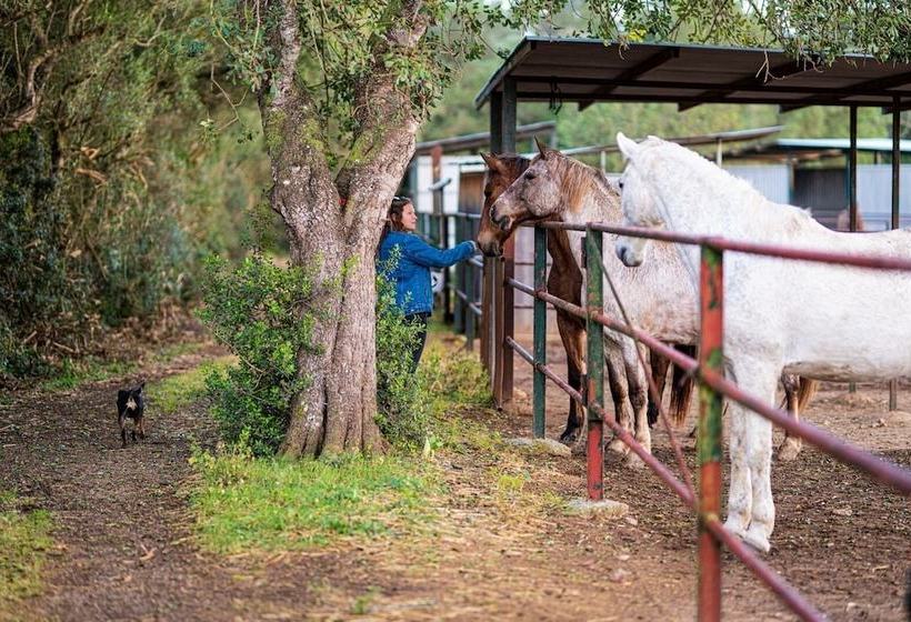 Сельский отель Finca Agroturismo Son Menut